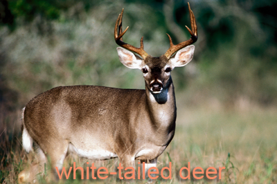 White-tailed buck, tail down