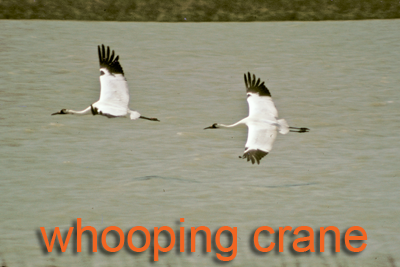 2 Whooping Cranes in flight