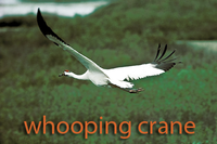 Whooping Crane in flight