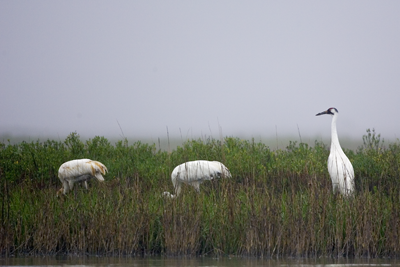 Whooping Cranes