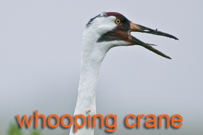 Whooping Crane head