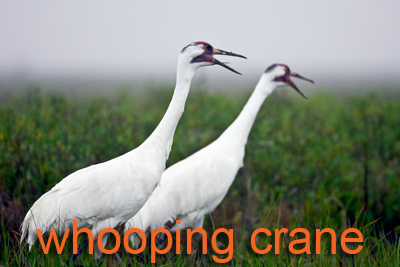 Whooping Cranes