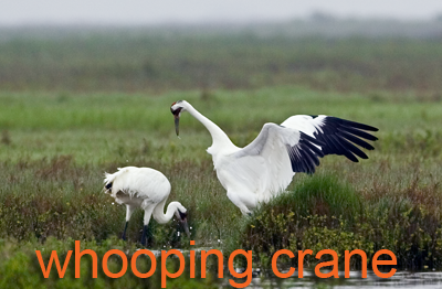 Whooping Crane