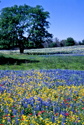 Texas bluebonnets