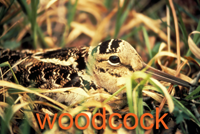 Woodcock