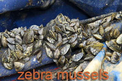 Zebra mussels