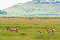 Pronghorn buck, doe and fawn