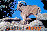 Aoudad Sheep