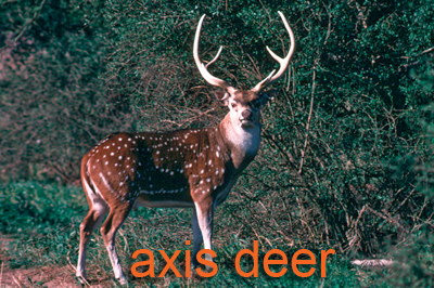 Flock of axis deer in a front yard