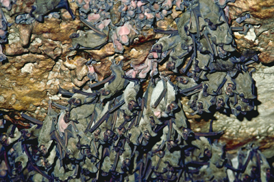 Bats on roof of cave