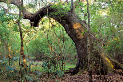 Bent tree