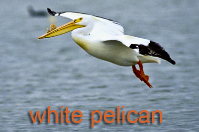 White Pelican