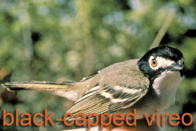 black-capped vireo