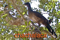 Chachalaca