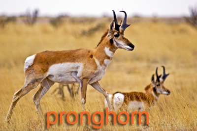 Pronghorn pair near Marfa