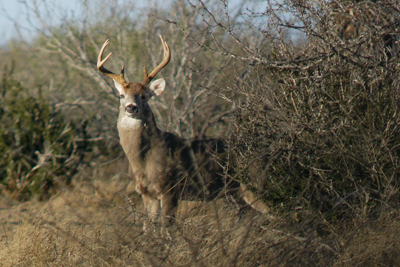 White-tailed buck