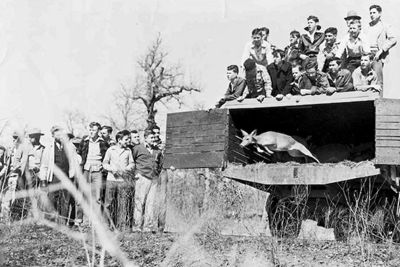 1950's photo of deer release at Engling WMA