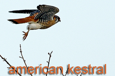 American Kestrel