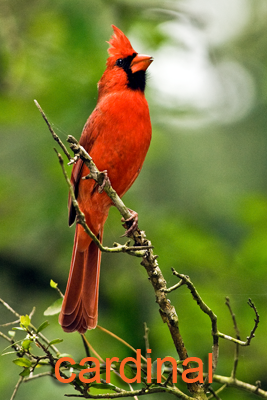 Northern Cardinal