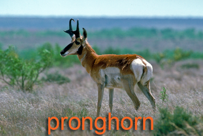 Pronghorn