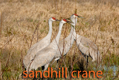 Sandhill Crane heads