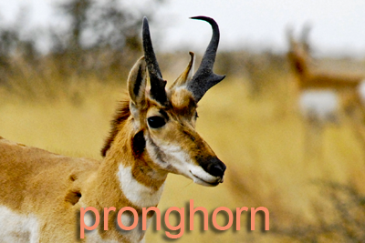 Closeup of Pronghorn