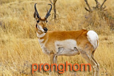 Pronghorn quarter away