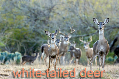 Curious doe and two fawns