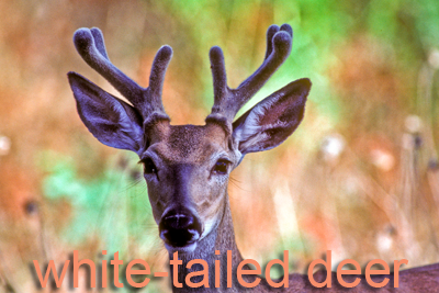 White-tailed deer in velvet
