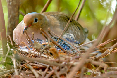 dove in nest