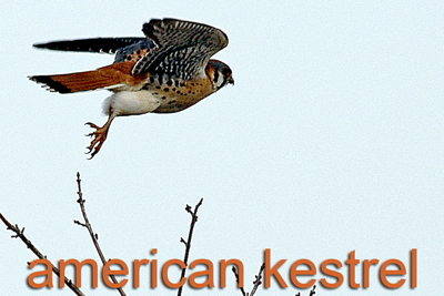 American Kestrel