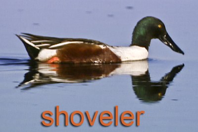 Shoveler