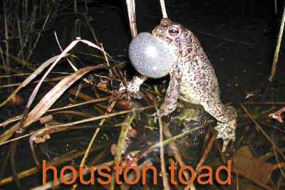 Houston toad