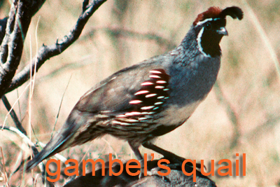 Gambel's quail