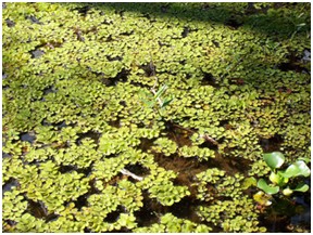 Giant Salvinia