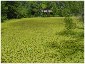 Giant Salvinia covering pond
