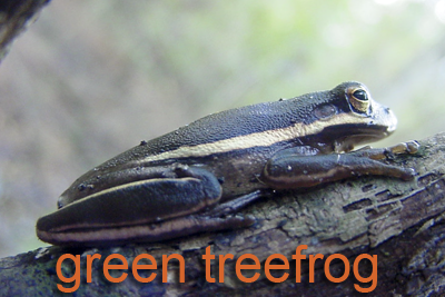 Green treefrog