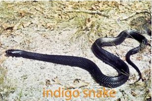 Indigo Snake