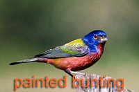 male Painted bunting