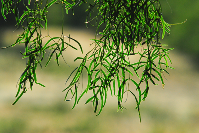 Mesquite leaves