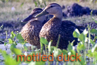 Mottled duck