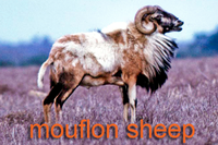 Mouflon Sheep