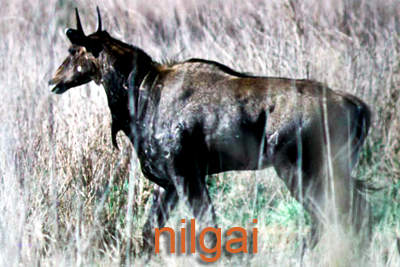 Nilgai