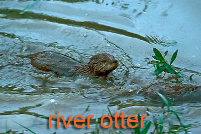 Otter