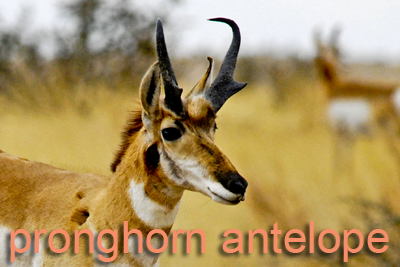 Pronghorn head shot