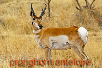 Pronghorn in three quarter view