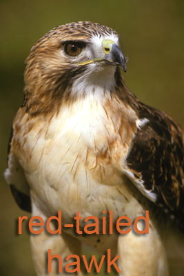 Red-tailed Hawk