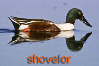 Shoveler