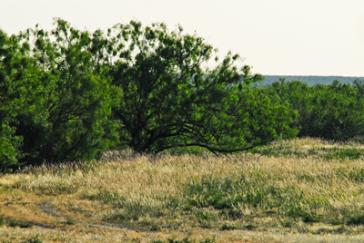 Typical South Texas landscape