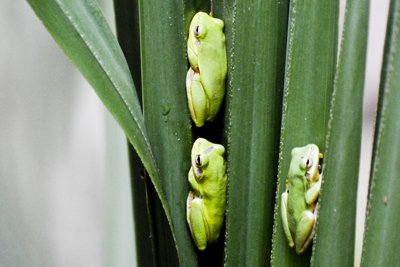 Squirrel tree frogs